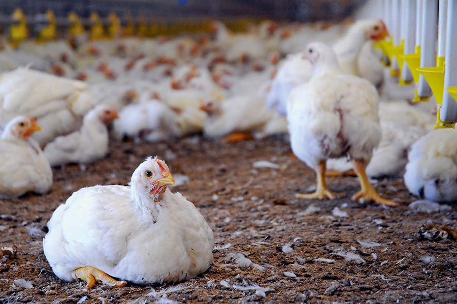 Avian influenza and factory farming