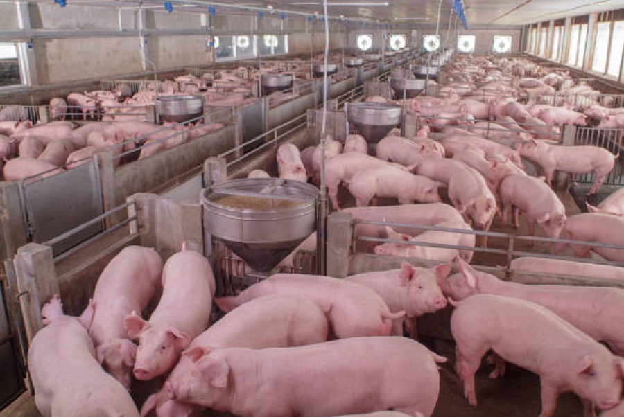Europe’s biggest pork producer admits to greenwashing