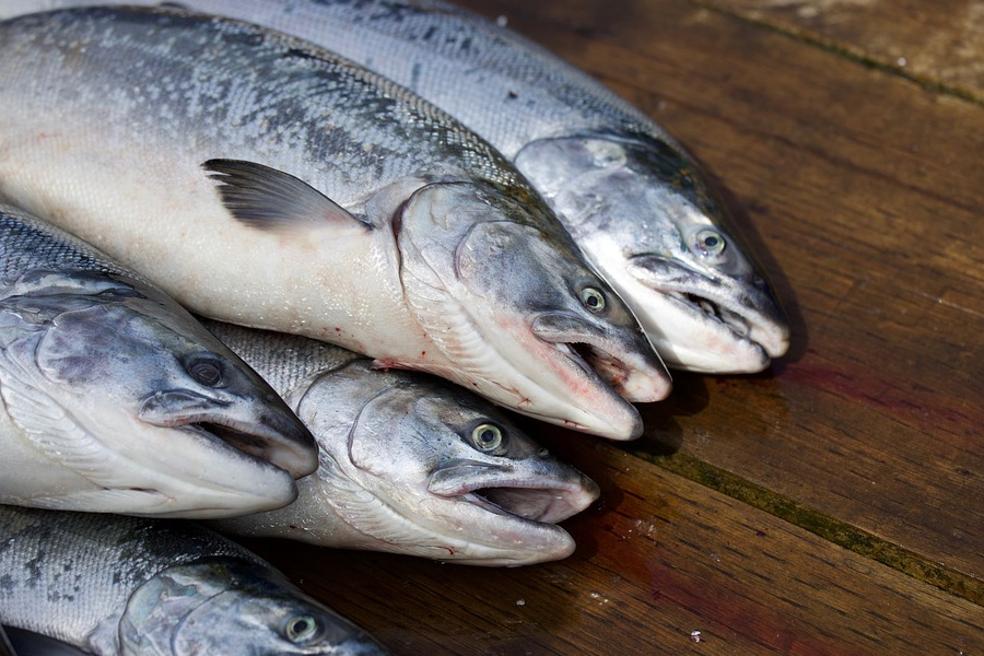 Fish labelling hides harsh realities