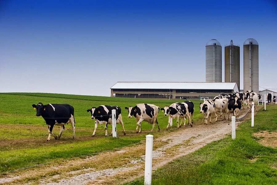 Dairy farms in the UK are in breach of pollution regulations