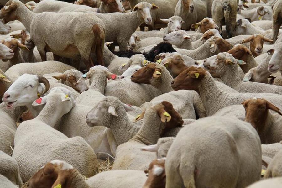 Farm animals stranded on livestock ships