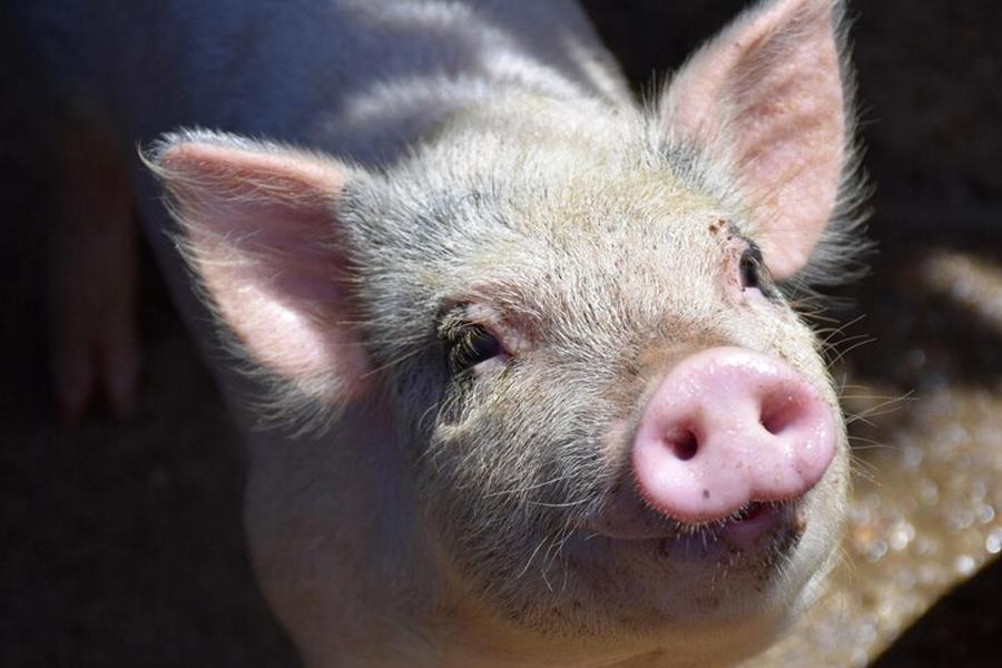Lowest number of pigs slaughtered in the UK in 2023