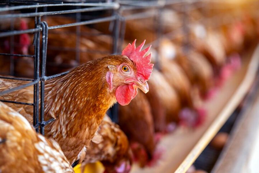 The miserable life of battery caged chickens