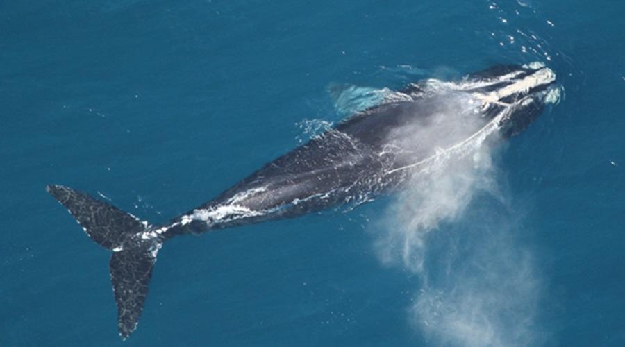 There are fewer than 360 North Atlantic right whales remaining in the ocean