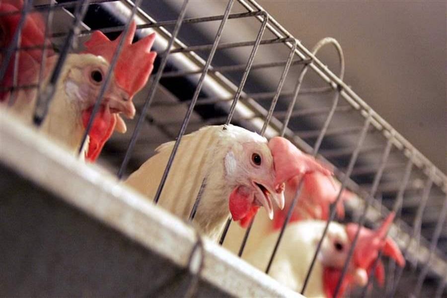 ‘Free-range’ egg farms found keeping chickens in appalling conditions