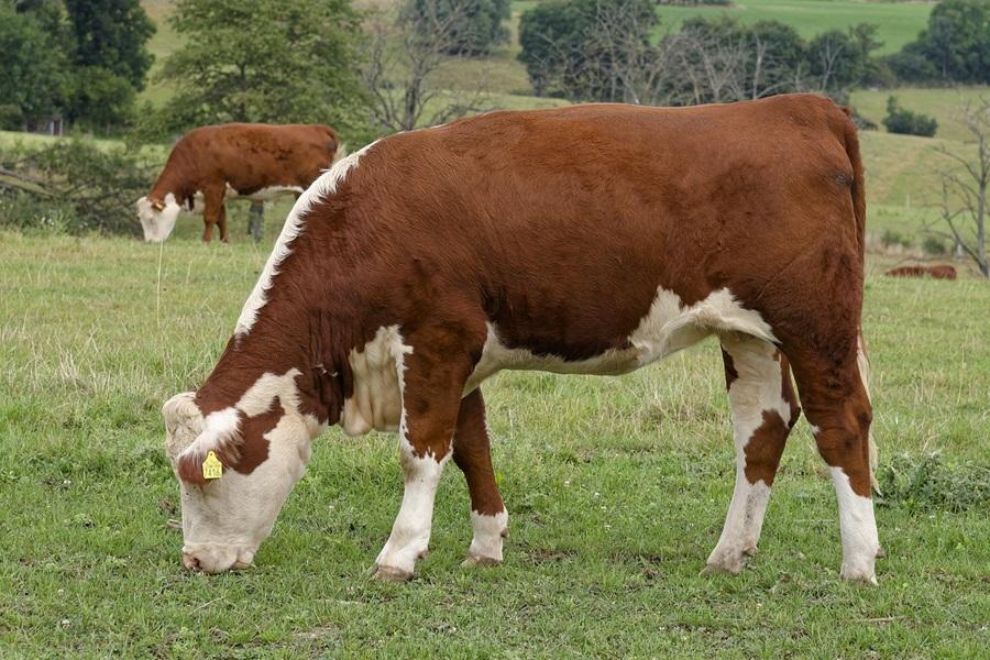 How does the meat industry harm the planet?