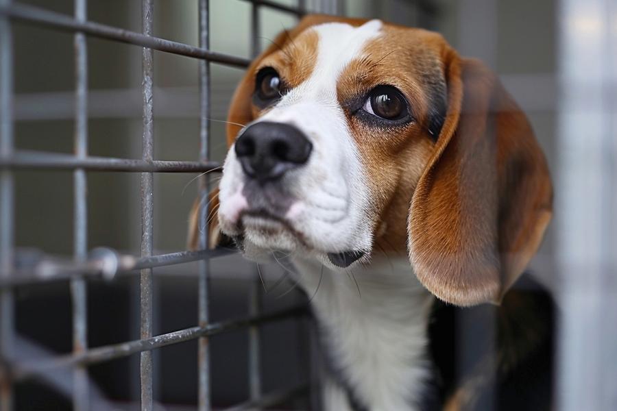 Why animal testing should be stopped