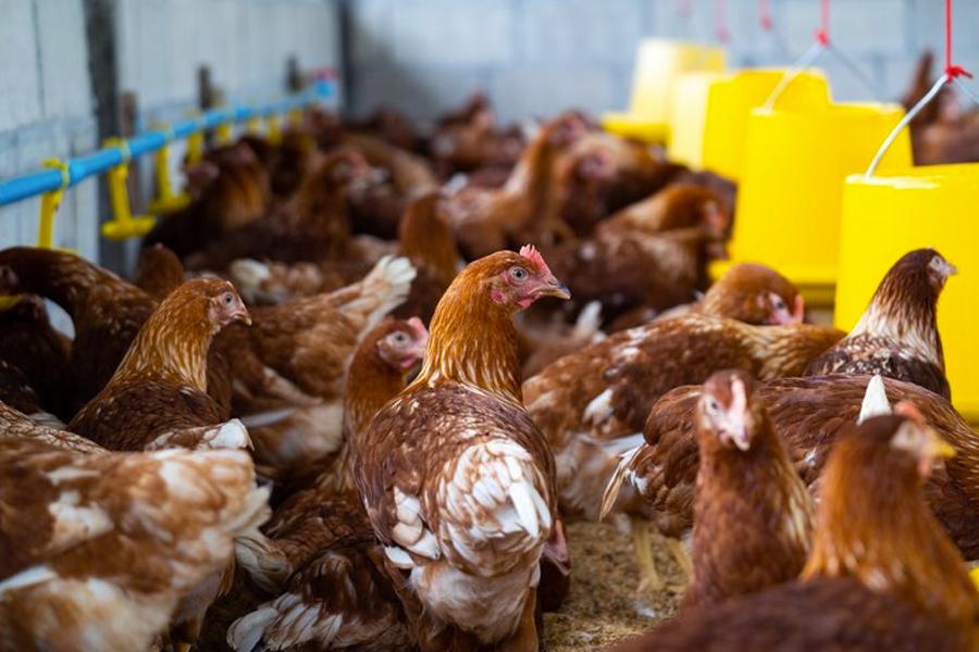 US poultry farms on the rise