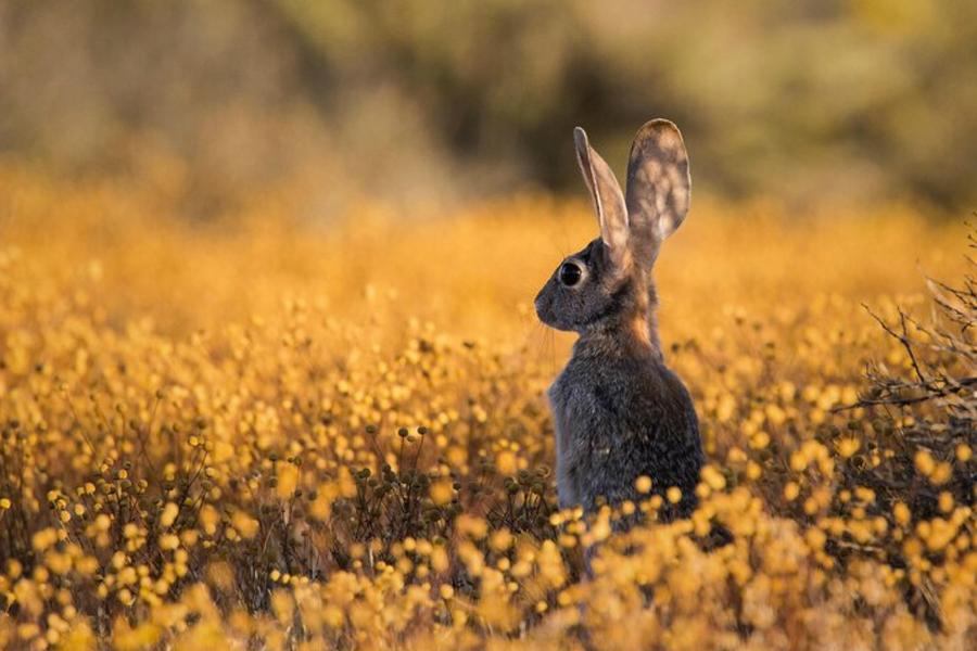 The “crop death” argument decoded