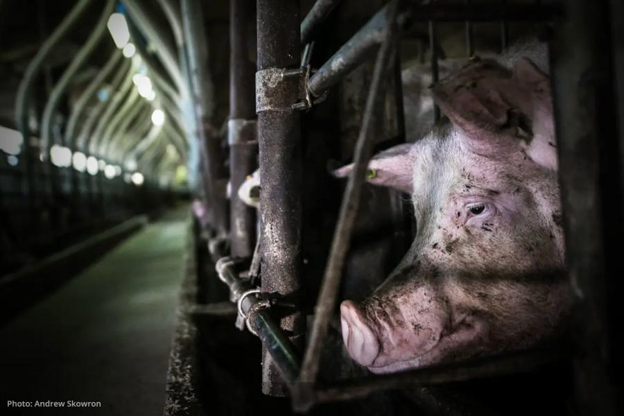 The misery of mother pigs on a factory farms