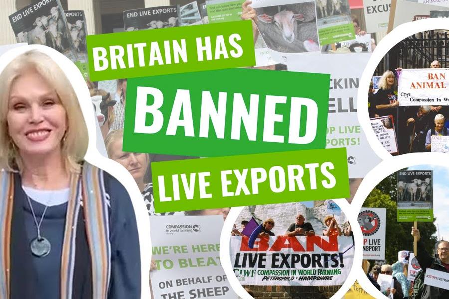UK to ban livestock exports