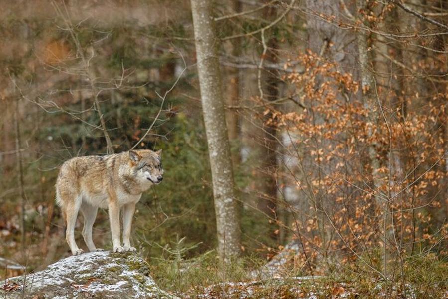 US Wildlife Services are killing animals to benefit Big Ag