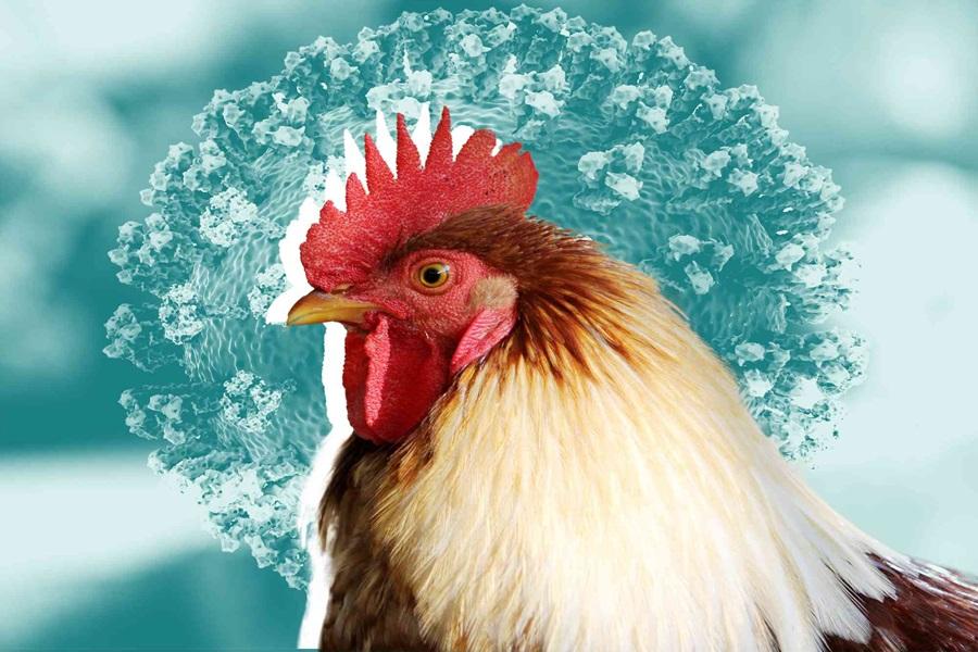 Second human bird flu infection raises concerns