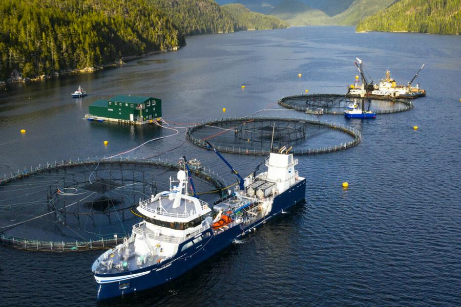 Canada announces ban on open-net pen salmon farming