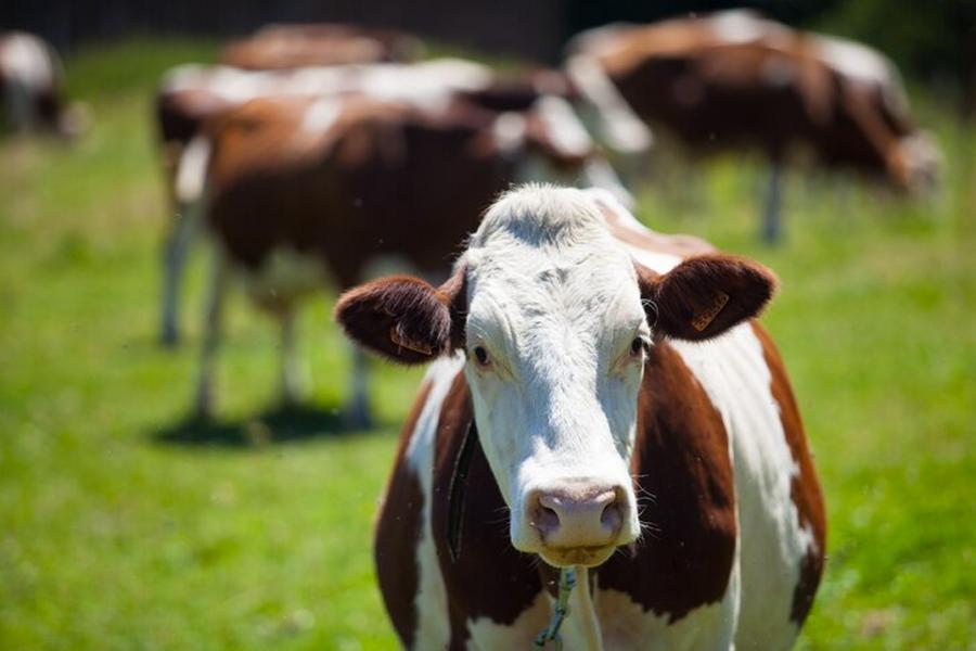 Denmark to go ahead with carbon tax on agriculture