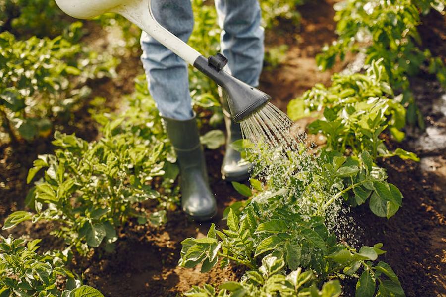 Homesteading’s dark side