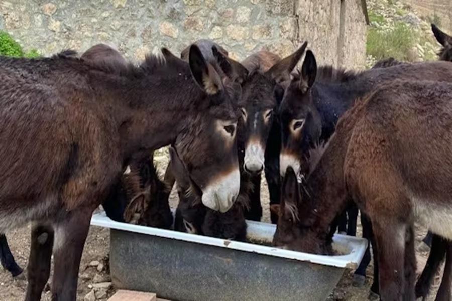 Drought endangers farm animals in Sicily