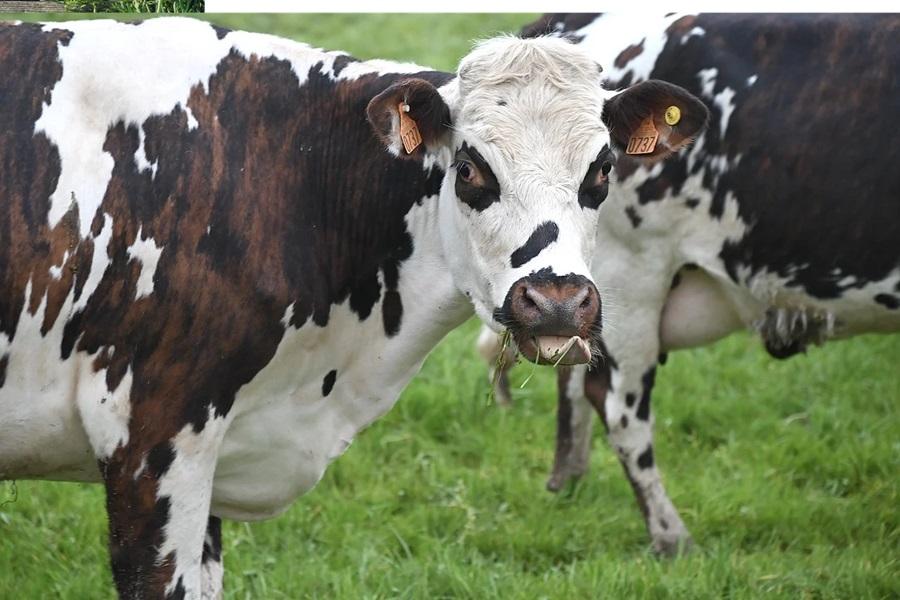 Big dairy finds new way to mislead consumers about climate impact