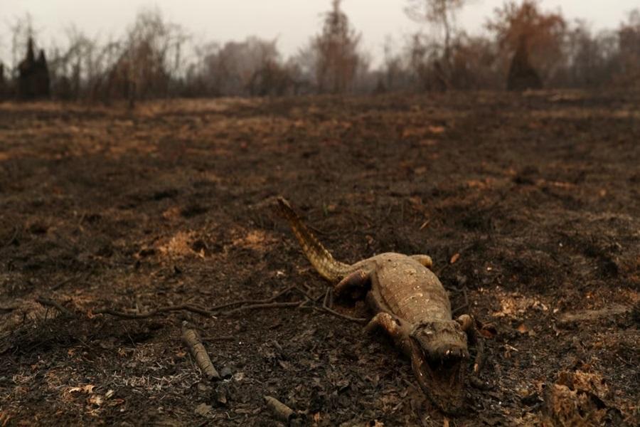 Wildlife killed as The Pantanal wetland burns