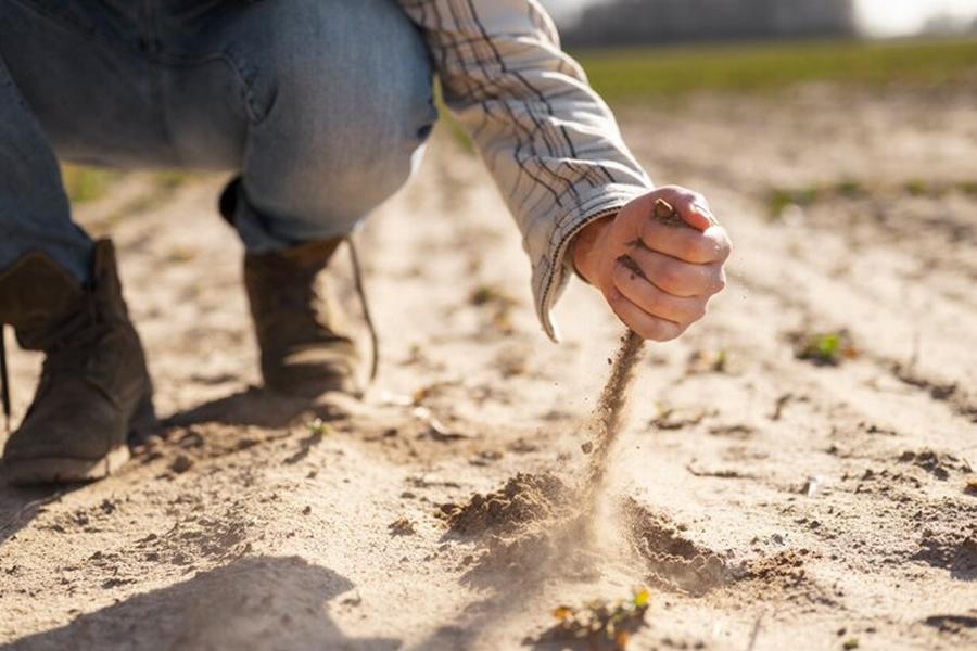 Drought pushes Sicily’s farming heritage to the brink