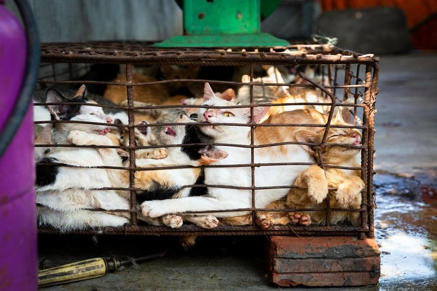 Cat meat farm and slaughterhouse in Vietnam shut down