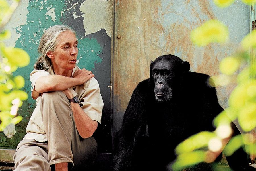 Dr Jane Goodall urges consumers to make conscious purchases