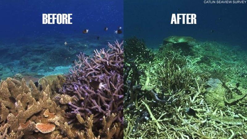 The window of opportunity to save the Great Barrier Reef is closing rapidly