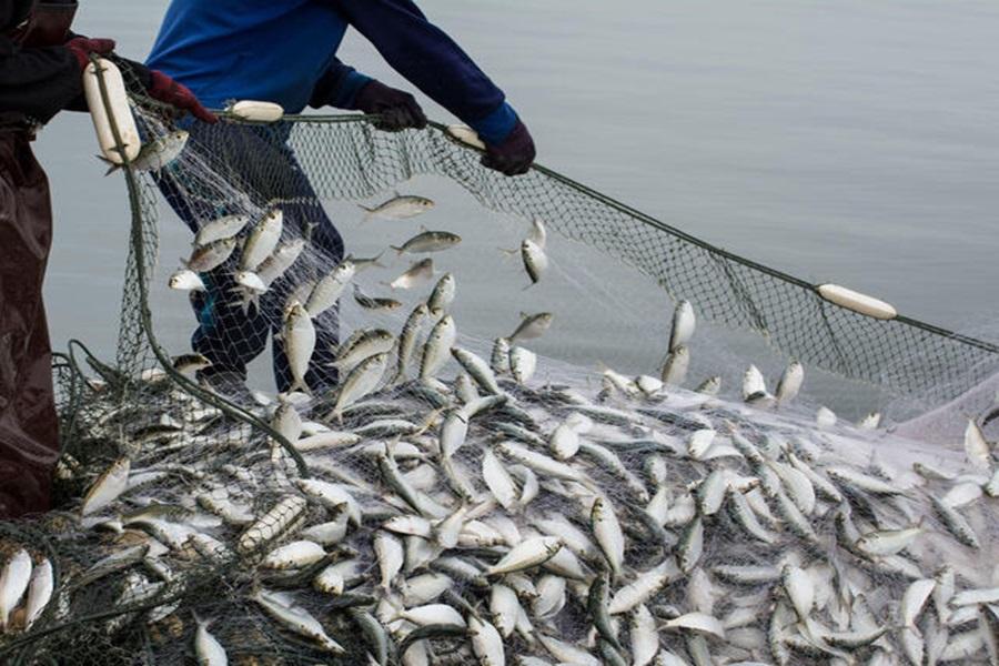 Overfishing is depleting our oceans while fuelling climate change