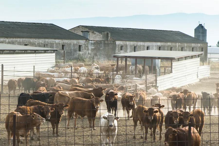 Brazilian slaughterhouses ordered to pay for Amazon reforestation