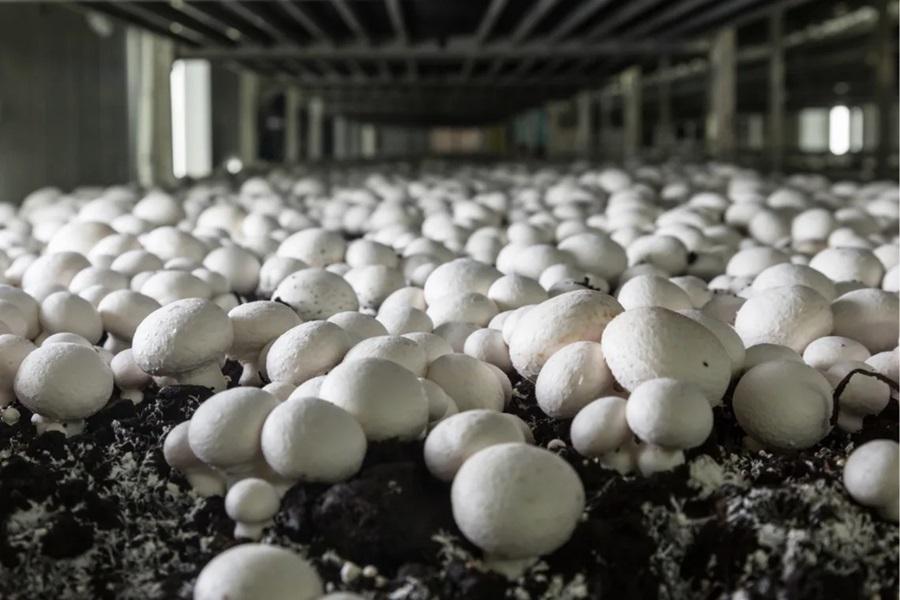 Former poultry farm now a thriving mushroom farm