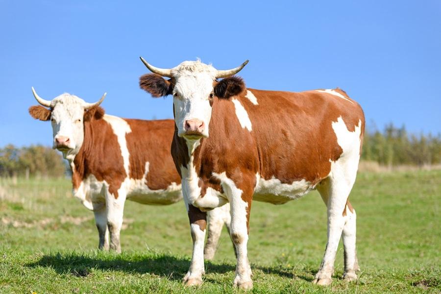 Confronting livestock farming is harder than opposing fossil fuels