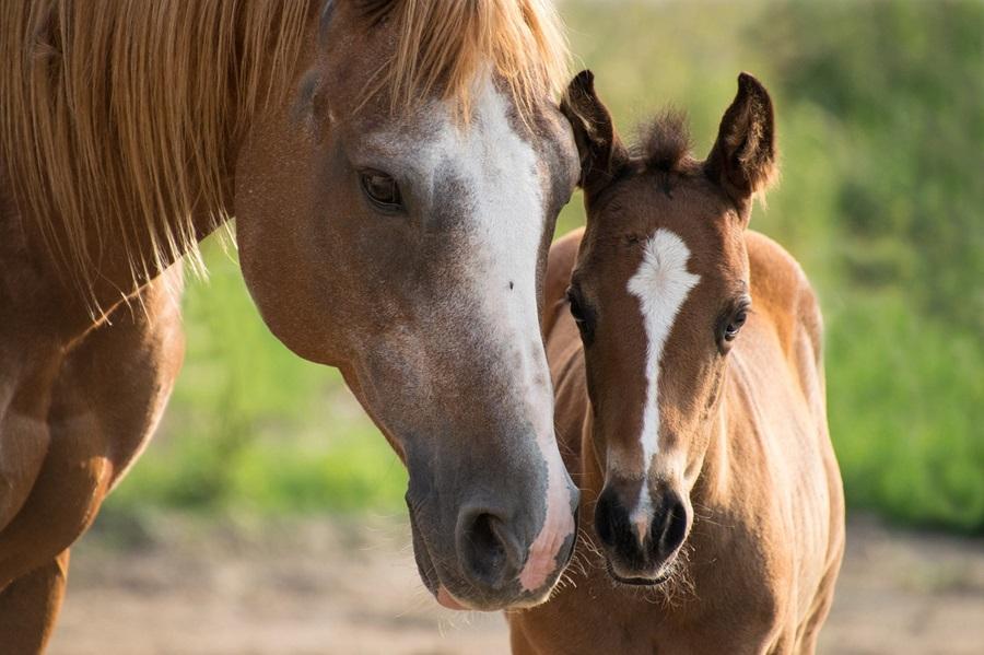 The latest trend ‘horse milk ice-cream’ harms horses