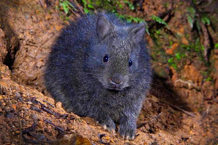 How this rare rabbit plays an important ecological role