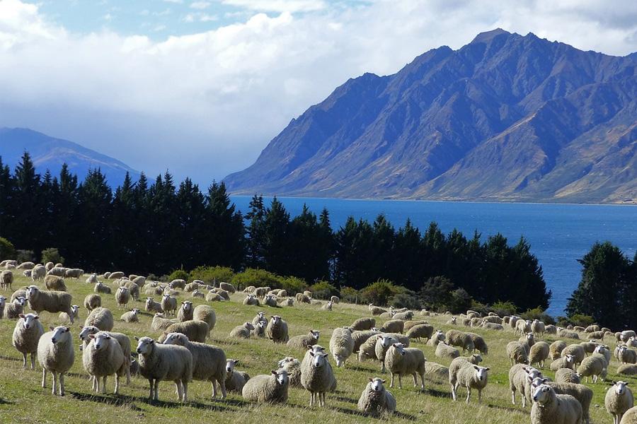 New Zealand starts to tackle agriculture and climate change problems