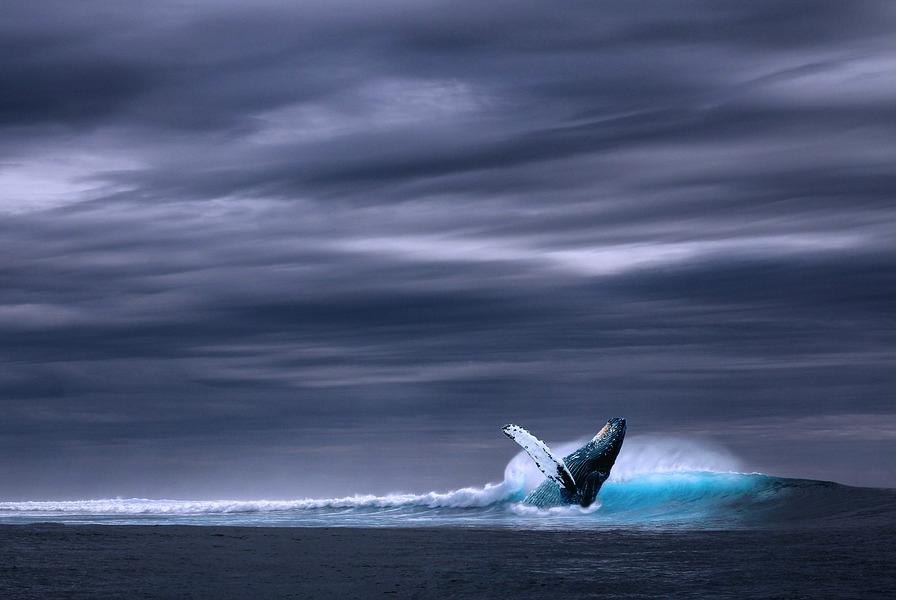 Why do we care so much about whales?