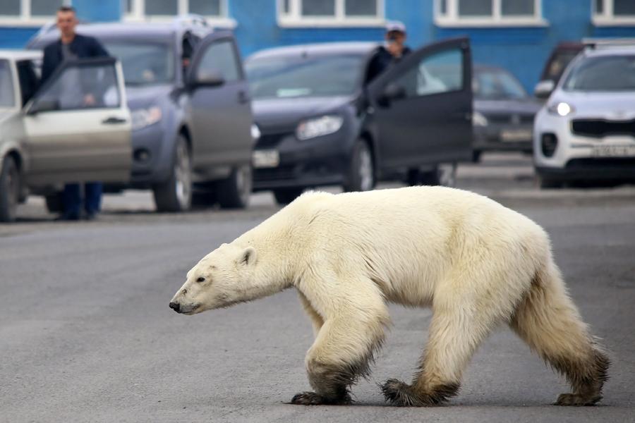 Human and wildlife conflict increasing due to climate crisis