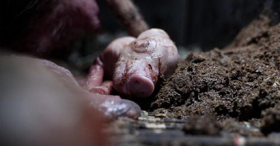 Animal Equality uncovers horrific abuse of pigs on Italian farm