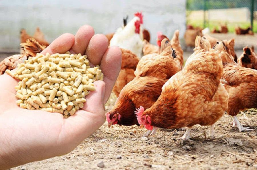 Climate change is fuelled by animal feed