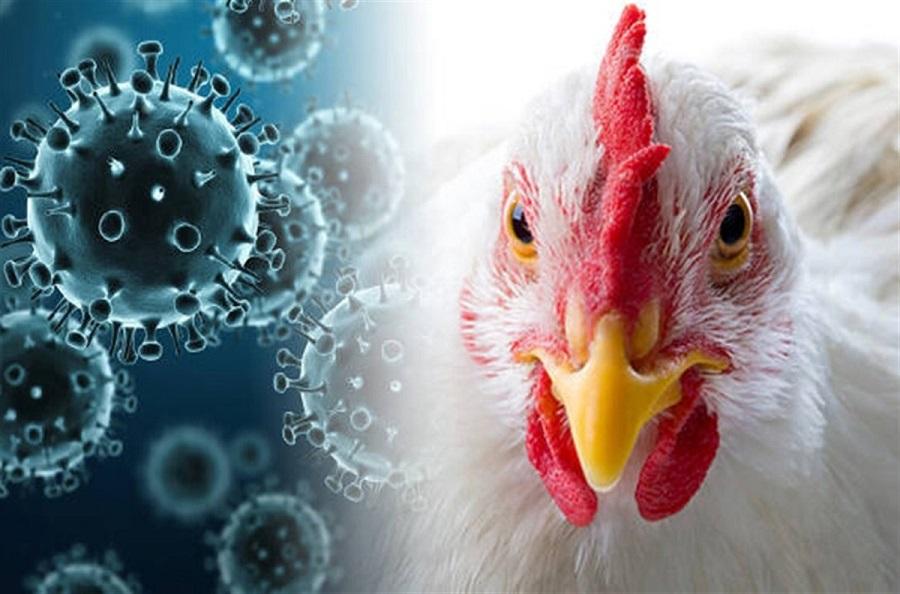 Could the latest strain of bird flu infect humans?