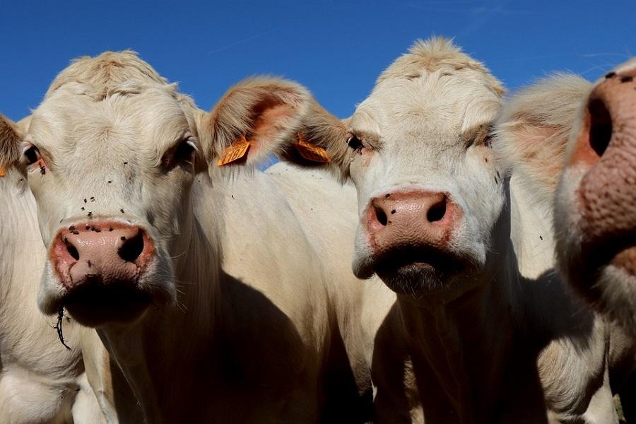 Colombian Amazon forest being destroyed by cattle farming
