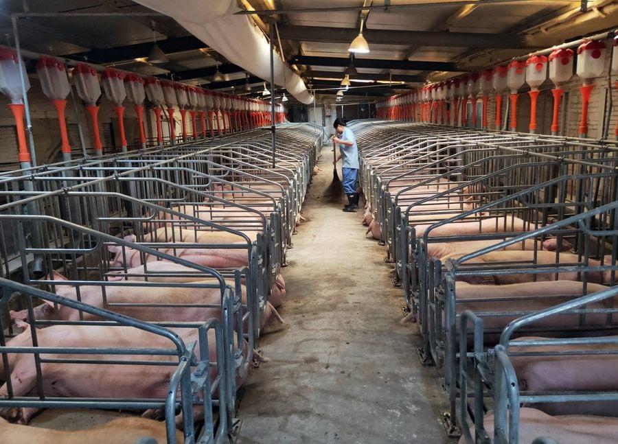 The Chinese factory farming dystopia merely reflects America