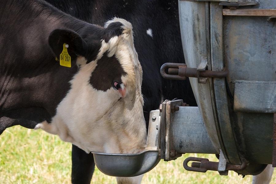 How does climate change impact dairy cows?