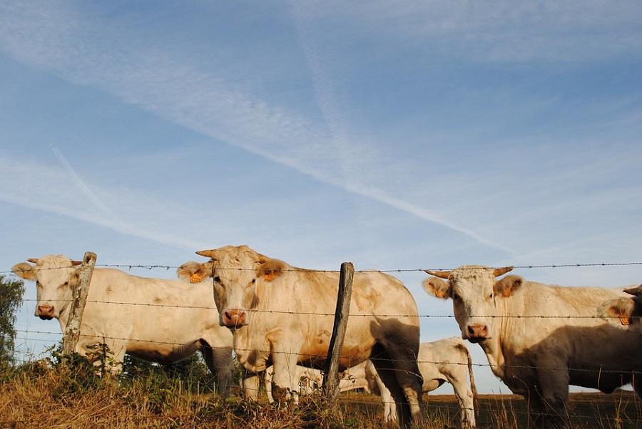 Netherlands under scrutiny for over farming of cows