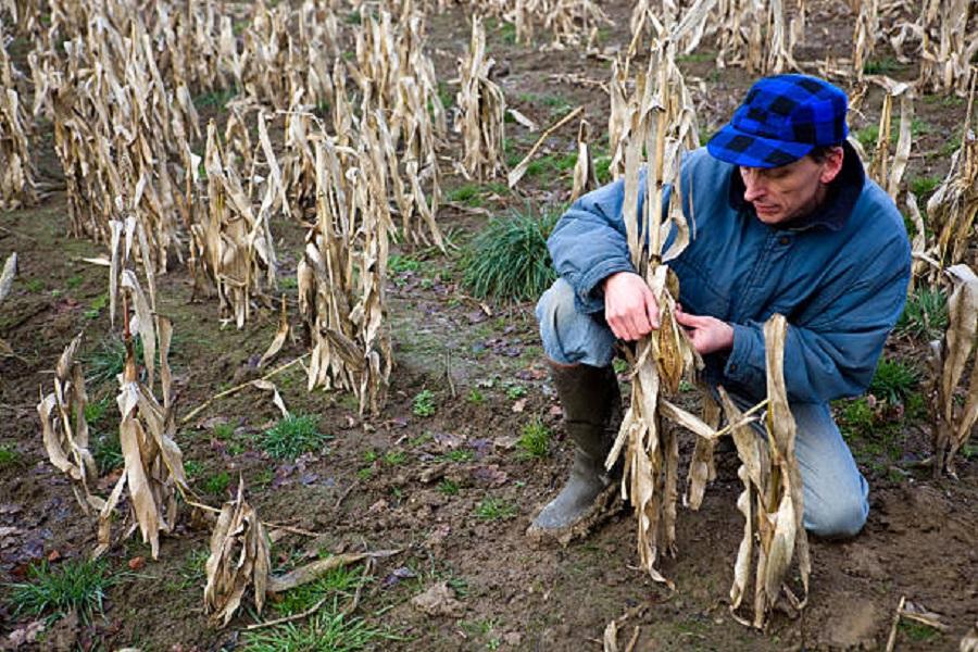 Prepare for crop failure due to climate change