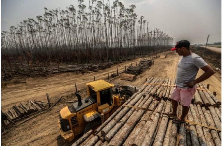 Big companies linked to deforestation have no plans to stop