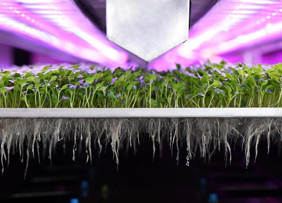 PETA’s Farming Awards shine spotlight on innovative farmers