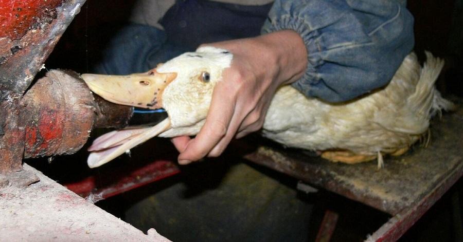 It is time for Britain to ban foie gras for good