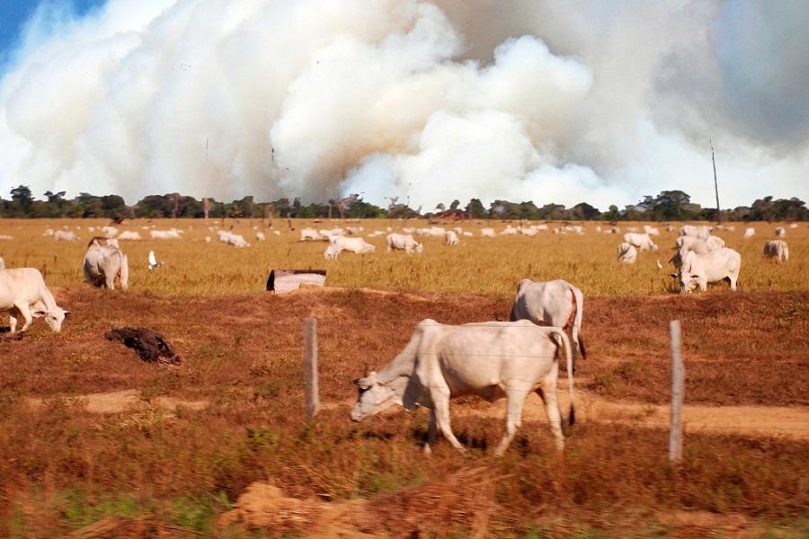 Reliance on an unsustainable food system will doom us all