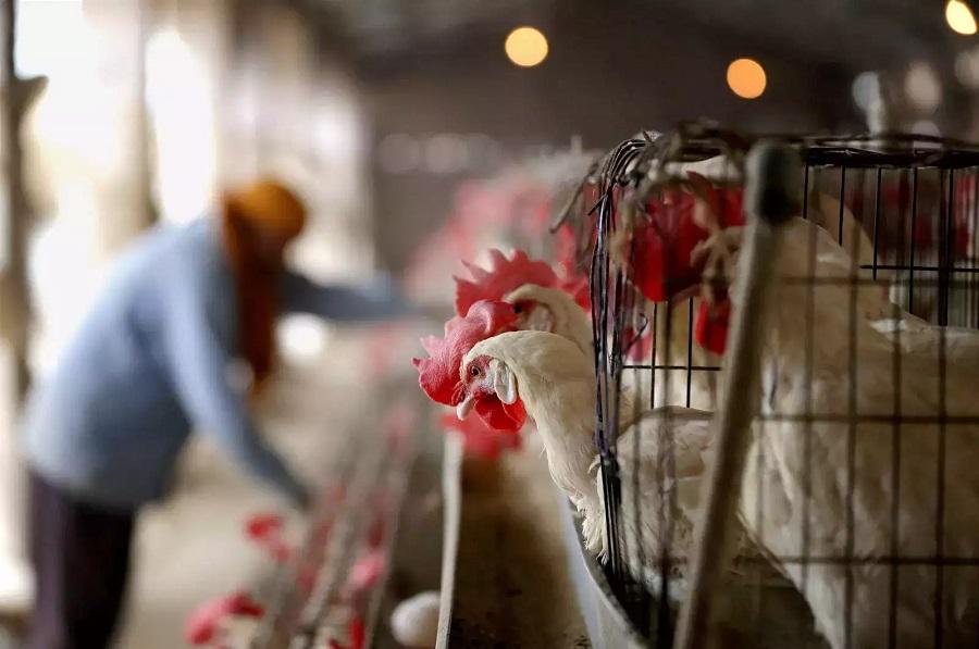 Next bird flu virus wave set to hit Britain soon