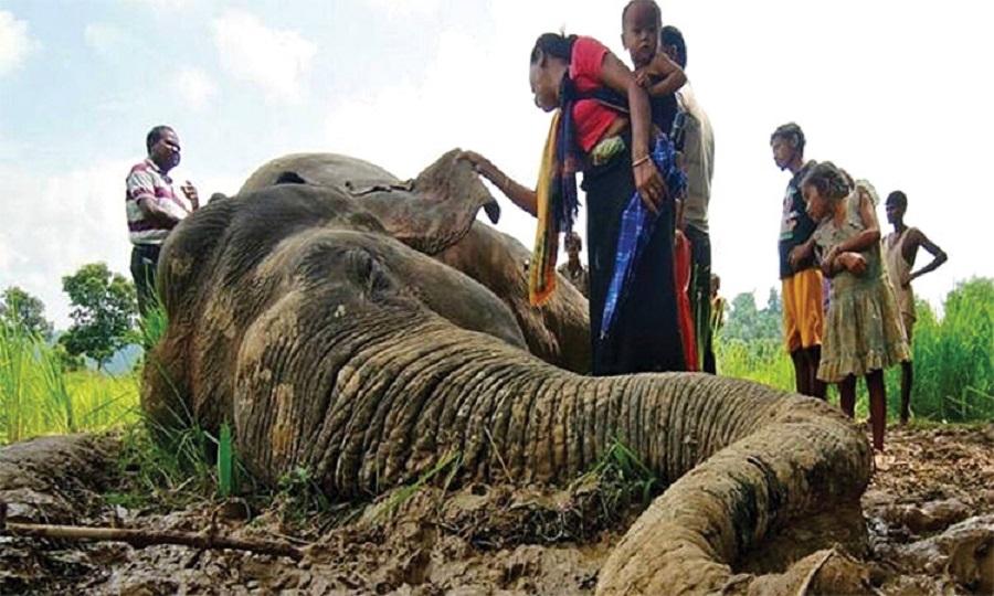 Climate change is forcing humans and wildlife into conflict